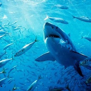 Meet your Posher, Molly